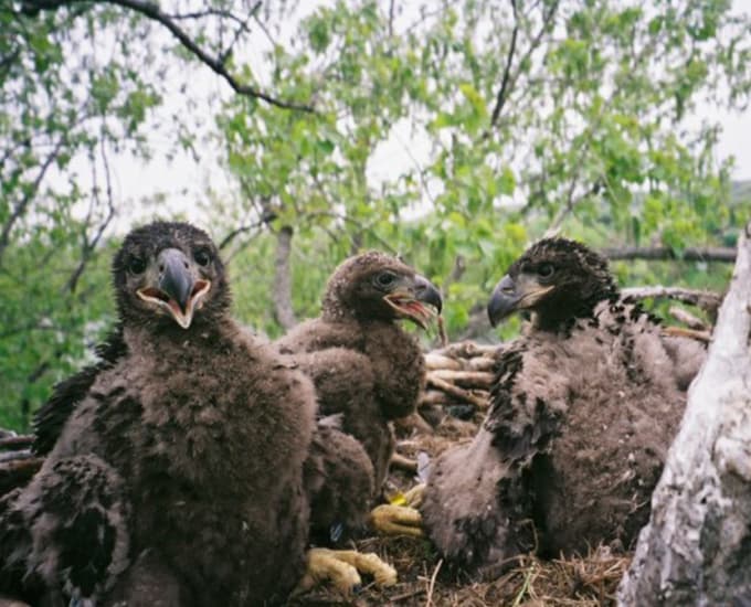 eagle nest